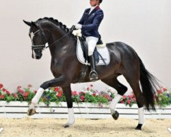 dressage horse Fanny Dream (Oldenburg, 2016, from Benetton Dream FRH 1301)