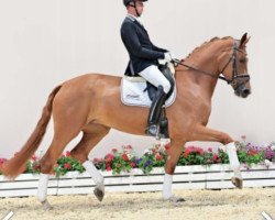 dressage horse Sorbonne (Oldenburg, 2018, from Secret)