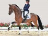 dressage horse For Amour (Oldenburg, 2018, from For Romance II)