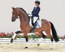 dressage horse For Amour (Oldenburg, 2018, from For Romance II)