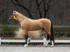 dressage horse Desenzano del Garda H (German Riding Pony, 2021, from Double Cream)