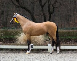 dressage horse Desenzano del Garda H (German Riding Pony, 2021, from Double Cream)