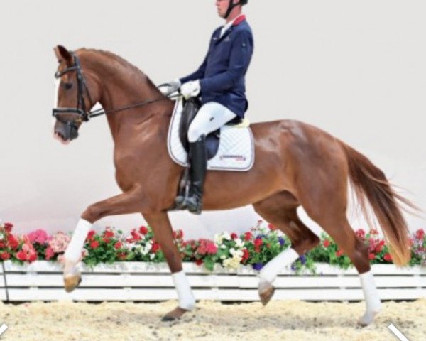 dressage horse Fin de Siecle (Oldenburg, 2019, from Fürst Toto)