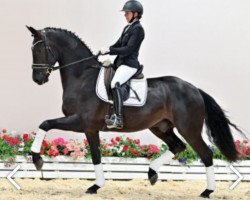 dressage horse Very Well (Oldenburg, 2019, from Vitalis)