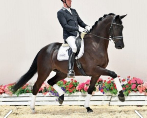 dressage horse Dark Dance (Oldenburg, 2018, from Desperado)