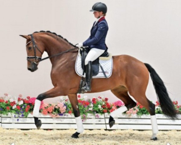 dressage horse Stute von Zack / Quattro B (Oldenburg, 2019, from Zack)