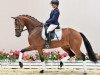 dressage horse Stute von Zack / Quattro B (Oldenburg, 2019, from Zack)