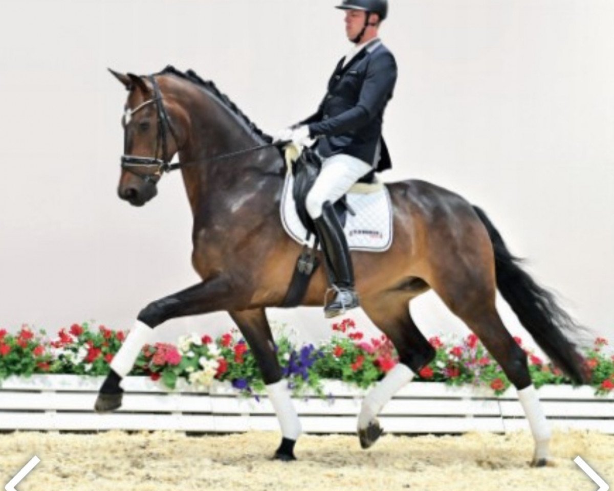 dressage horse Vagabund I.B (Oldenburg, 2017, from Vitalis)