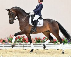 dressage horse Forte Village (Oldenburg, 2018, from Feinrich)