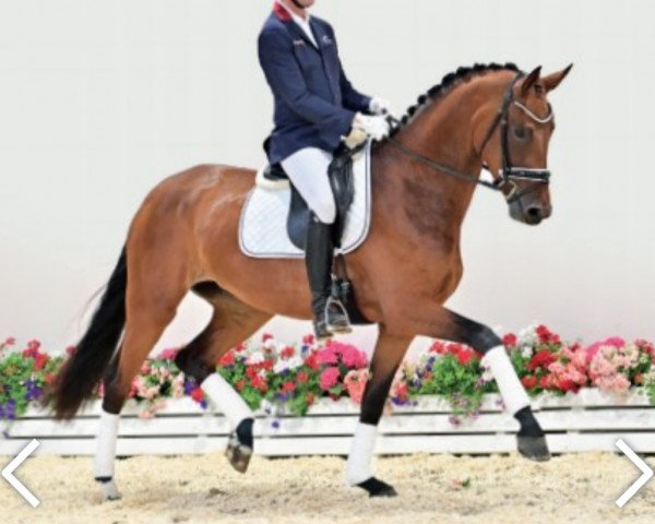 dressage horse Noble Secret OLD (Oldenburg, 2019, from Secret)