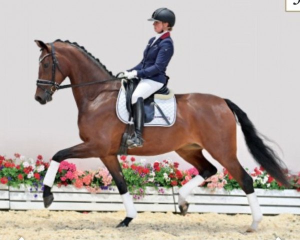 dressage horse New Jersey 9 (Oldenburg, 2017, from Indian Rock)