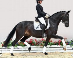 dressage horse Bernstein Fb (Oldenburg, 2017, from Bon Coeur)