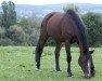 broodmare Roxette (Hanoverian, 2003, from Recaro)