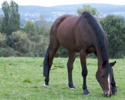 broodmare Roxette (Hanoverian, 2003, from Recaro)