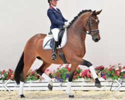 dressage horse Vergissmeinnicht 7 (Oldenburg, 2017, from Vitalis)