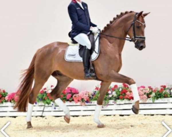 dressage horse Roosevelt (Oldenburg, 2018, from Glock's Romanov)