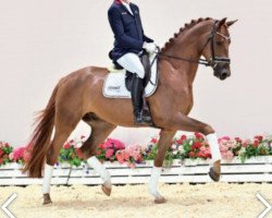 dressage horse Roosevelt (Oldenburg, 2018, from Glock's Romanov)