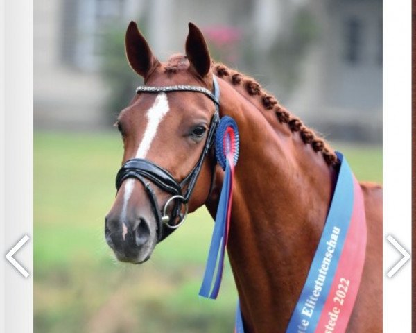 broodmare Benice 7 (Oldenburg, 2019, from Benefit)