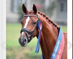 broodmare Benice 7 (Oldenburg, 2019, from Benefit)