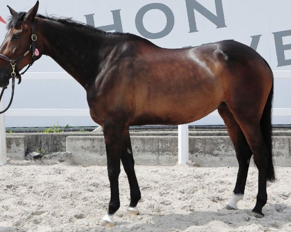 horse Chika Dam Pamadau (Selle Français, 2012, from Quelfrivol Desmielles)