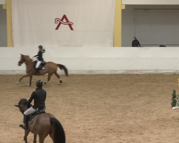 Reitturnier Stadl-Paura 2024