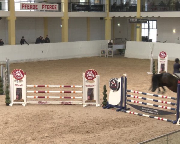 Reitturnier Stadl-Paura 2024