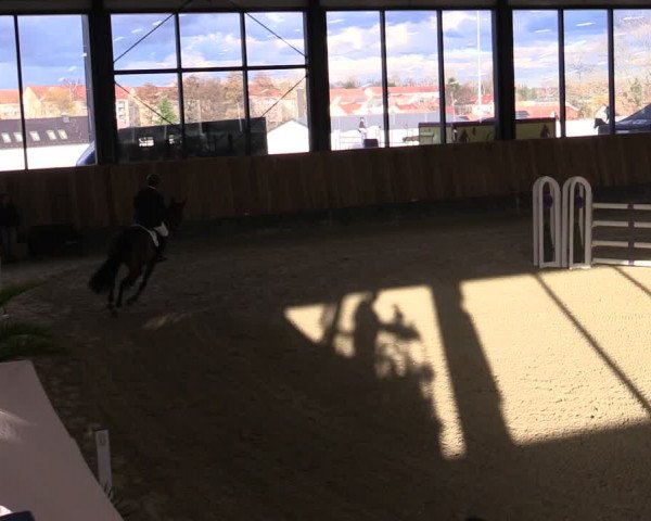 Reitturnier Zwickau 2024