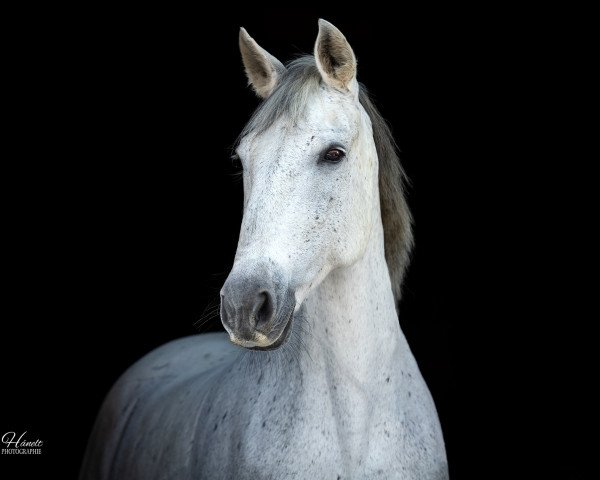 dressage horse Chica 215 (Andalusians/horse of pure Spanish race, 2008)