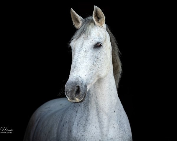 Dressurpferd Chica 215 (Andalusier bzw/Pferde reiner spanischer Rasse, 2008)