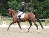 dressage horse Bacardi 261 (German Sport Horse, 2017, from Ben Benicio)