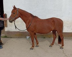 broodmare Heideblüte (Hanoverian, 2005, from Hochadel)