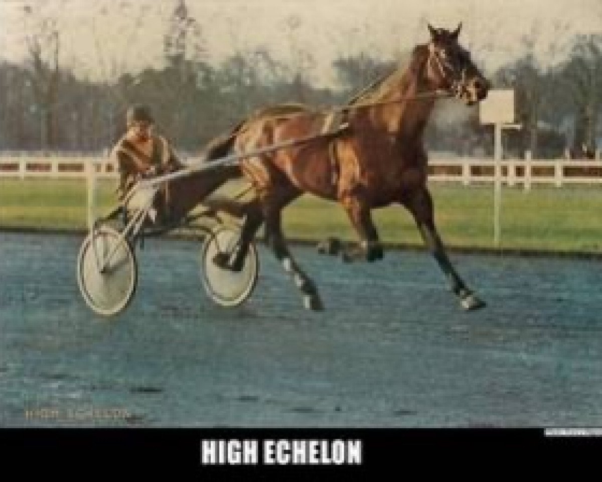 stallion High Echelon (FR) (French Trotter, 1973, from Patara (FR))