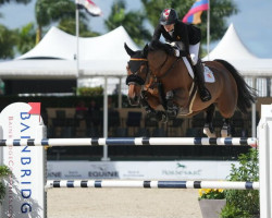 jumper Com Es Ta (Oldenburg show jumper, 2014, from Comme il Faut)