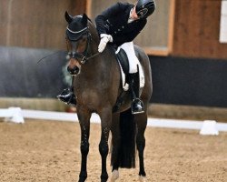 dressage horse Forty Eight VEC (Holsteiner, 2018, from For Romance I)