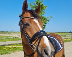 dressage horse Argentinus (German Riding Pony, 2014, from Arongo N)