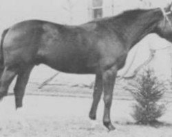 stallion Flots du Linon (Selle Français, 1971, from Simoun C)