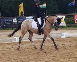 Dressurpferd Ghost 53 (Belgisches Reitpony, 2008)