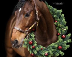 jumper Cancellara VM Z (Zangersheide riding horse, 2014, from Clarimo Ask)