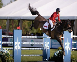 Springpferd Christiano (Deutsches Sportpferd, 2010, von Canoso)