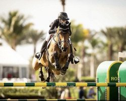 jumper Heros (Belgian Warmblood, 2007, from Canadian River)