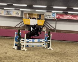 jumper Caipirinha Airlines (German Sport Horse, 2015, from Cocktail Jet)