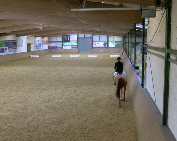 Reitturnier Rhede 2024