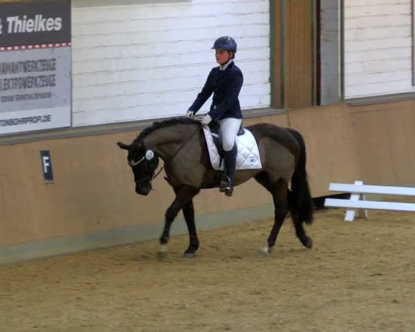 Reitturnier Rhede 2024