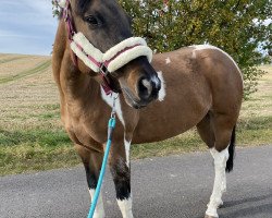 dressage horse CG Impressive Bonanza (Paint Horse, 2017)