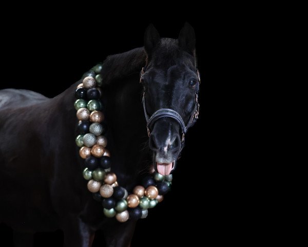 Springpferd Black Jack 205 (Pony ohne Rassebezeichnung, 2007)