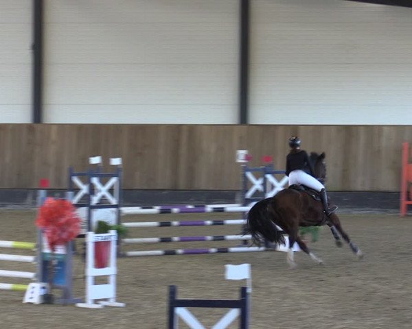 Reitturnier Zwickau 2024