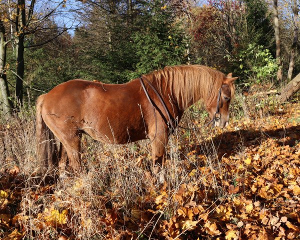 horse Tosca (Welsh mountain pony (SEK.A), 2015)