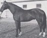 stallion Aladin (Holsteiner, 1963, from Aldato)