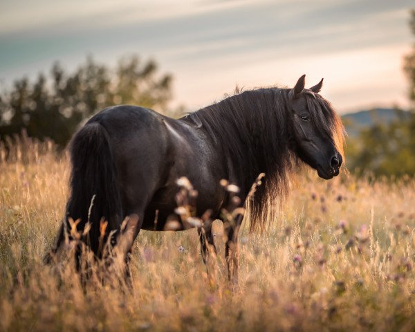 Zuchtstute K´S Choice v. Groenendaal (Shetland Pony, 2016, von Ralph van de Schoonenburg)