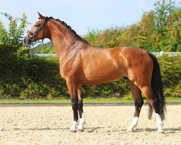 dressage horse Eddi 136 (Oldenburg, 2016, from Escolar)